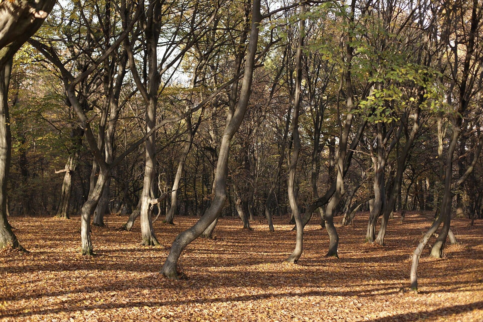 Hoia-Baciu: The Forest That Bends